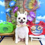 ポメラニアン　こまめくん