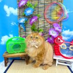 ねこ　スコティッシュフォールド　金太くん