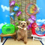 トイプードル　てんてんちゃん