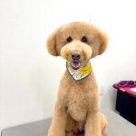 ゴールデンドゥードル　　ちゃちゃ丸くん