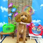 トイプードル　モコちゃん