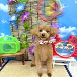トイプードル　ぷぷくん