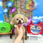 トイプードル　プーくん