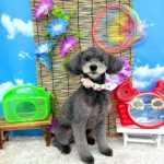 トイプードル　ミニちゃん