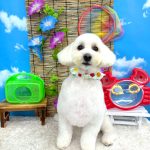 マルチーズｘダックス　れいくん