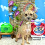 プードルｘシーズー　ぽちくん