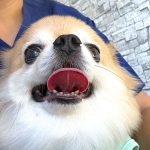 かまちゃんの歯石取り