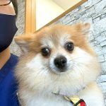 コタロウちゃん　歯石取り