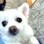 はなちゃんの歯石取り