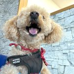 トトちゃんの歯石取り