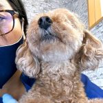 バズちゃんの歯石取り