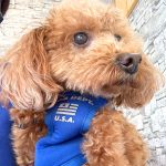 愛来ちゃんの歯石取り