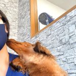 麦ちゃんの歯石取り