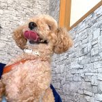 龍之介ちゃんの歯石取り