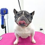 フレンチブルドッグ　　　ハルちゃん