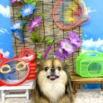 チワワｘプチブラバンソン　もずくちゃん