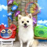 ポメラニアン　プー助くん