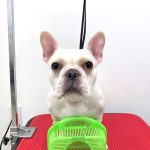 フレンチブルドッグ　あかねちゃん