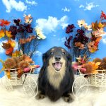 ダックスフンド　ダックスちゃん