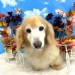 ダックスフンド　ベンくん