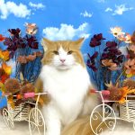 ねこ　ノルウェージャンフォレスト　たま吉くん