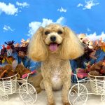 マルプー　海ちゃん