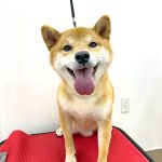 柴犬　悠（はる）くん