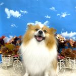 ポメラニアン　ルイくん