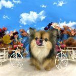 チワワｘプチブラバンソン　もずくちゃん