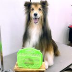 シェルテイー　アムくん