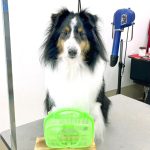 シェルテイー　ルークくん