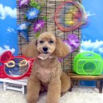 トイプードル　りなこちゃん