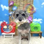 ミニュチュアシュナウザー　うめちゃん