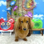 ミニュチュアダックス　チョコくん