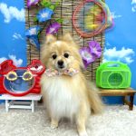 ポメラニアン　まろんちゃん