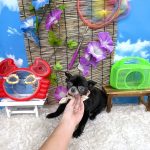 チワワ　かりんちゃん　炭酸泉入浴