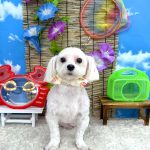 マルチーズ　ユキちゃん