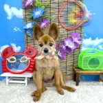 ポメラニアン　メルくん