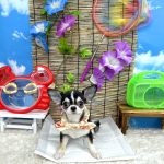 チワワ　あんずちゃん