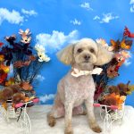 トイプードル　モコちゃん