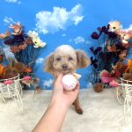 トイプードル　みこちゃん