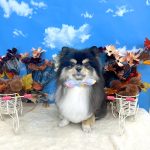 ポメｘチワワ　オレオくん