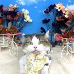 ねこ　ラガマフィン　ダヤンくん