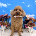 トイプードル　チョビくん　炭酸入浴