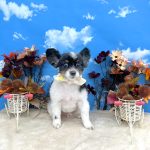 パピヨン　ジーナくん