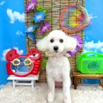 トイプードル　マロンちゃん