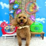 トイプードル　ラティちゃん