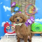 トイプードル　ププくん