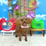 トイプードル　モアちゃん