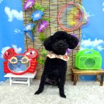 トイプードル　とわくん